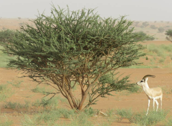 A deer standing next to a tree Description automatically generated