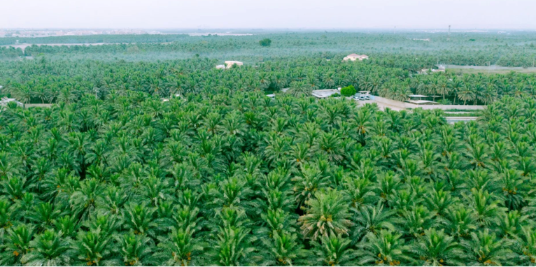 A palm trees in a field Description automatically generated